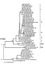 Thumbnail of Phylogenetic analysis of WNV-hISR2000 E gene sequence. Phylogenetic analysis of the sequences listed below was performed with PAUP (Phylogenetic analysis using parsimony) 4.0b8 (Sinaur Associates, Sunderland, MA). A neighbor-joining tree was constructed using maximum likelihood distances with the HKY85 model of substitution and allowing different rates of substitution at each codon position. Bootstrap values are the result of 1000 neighbor-joining replicates under this same model. Only relevant bootstrap values are shown. WNV-Eg101-1951 (human, H), AF260968; WNV-RUS-HP94-1963, AF237565; WNV-RUS-A1628-1967 (bird, B), AF237563; WNV-ISR-TL443-1952 (H), AF205881; WNV-RSA-H442, AF205880; WNV-Palestine-1998, V. Deubel unpub.data; WNV-RO96-1030-1996 (H), AF130363; WNV-FRA-PaH651-1965 (H), AF001560; WNV-ROM96(0334)-1996, AF208579; WNV-RUS-T1304; AF237566; WNV-ISR-99Goo-1999 (B), AY033391; WNV-ISR-99Gull-1999 (B), AY033390; WNV-ISR-97Goo1-1997 (B), AF380663; WNV-USA-NY99eqhs-1999 (equus, E), AF260967; WNV-USA-CT99-2741-1999 (mosquito, M), AF206518; WNV-USA-hNY1999-1999 (H), AF202541; WNV-USA-NY99Flamingo382-99-1999 (B), AF196835; WNV-ISR-IS98ST1-1998 (B), AY033389; WNV-ISR-00Eq1-2000 (E), AF380669; WNV-ISR-98Goo1-1998 (B), AF205882; WNV-ISR-00GooN-2000 (B), AF380665; WNV-RUS-ASTR986-1999 (H), AF237562; WNV-RO97-50-1996 (M), AF260969; WNV-RUS-VLG4-1999 (H), AF317203; WNV-KEN-KN3829-1998 (M), AF146082; WNV-ISR-00GooMaS-2000 (B), AF380667; WNV-ISR-00PigC-2000 (pig, P); WNV-SEN-ArD93548-1993 (M), AF001570; WNV-ISR-hISR2000-2000 (H), AF394217; WNV-CAR-HB6343-1989 (H), AF001558; WNV-ALG-ArDjanet-1968 (M), AF001567; WNV-SEN-AnD27875-1979 (primate, P), AF001569; WNV-CAR-ArB310-1967 (M), AF001566; WNV-I.C.-ArA3212-1981 (M), AF001561; KUNV-AUS-MRM61c-1960 (M), D00246; KUNV-AUS-Boort-1984 (E), AF196519; KUNV-AUS-P1553-1994 (M), AF196495; WNV-IND-G2266-1955 (M), AF196525; WNV-IND-804994-1980 (H), AF196526; WNV-IND-G16919-1955, AF205885; WNV-WENGLER, M12294; WNV-UGA-B956-1937 (H), AF394221; WNV-SEN-ArD78016-1990 (M), AF001556; WNV-UGA-Ent63134, AF001573; WNV-UGA-MP22-1959 (M), AF001562; WNV-RCA-AnB3507-1972 (B), AF001563; WNV-CAR-HB83P55-1983 (H), AF001557; WNV-RCA-ArB3573-1972 (M), AF001565; WNV-MAD-ArMg956-1986 (M), AF001564; WNV-KEN-Na1047 (M), AF001571; WNV-MAD-ArMg978-1988 (M), and AF001574.