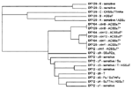 Thumbnail of Dendrogram showing the relationships of pulsed-field get electrophoresis profiles by the nearest neighbor technique.*Includes resistant (R)-type ACSSuT and ACSSuT plus additional resistances to Tm, CpL, or both. A = ampicillin, C = chloramphenicol, Fu = furazolidone, K = kanamycin, Ne = neomycin, S = streptomycin, Su = sulfonamides, T = tetracyclines, Tm = trimethoprim, CpL = ciprofloxacin.