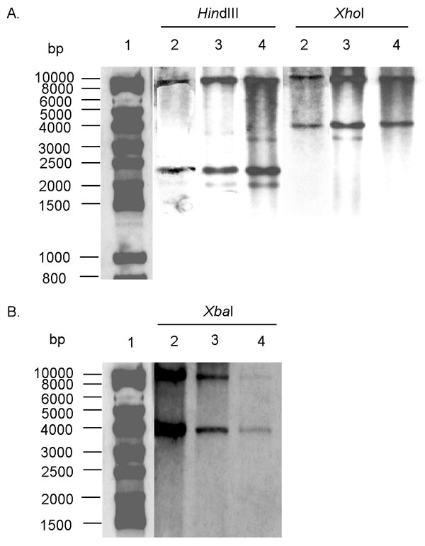 A. Southern blot hybridization with the XbaI probe (Figure 1) containing all antibiotic-resistance genes of HindIII- and XhoI-digested genomic DNAs of Salmonella enterica serotype Typhimurium DT 104 strain BN9181 (lanes 2), serotype Agona strain 959SA97 (lanes 3), and serotype Paratyphi B strain (lanes 4). Lane 1: DNA ladder. B. Southern blot hybridization with the p1-9 probe of XbaI-digested genomic DNAs of S. enterica serotype Typhimurium DT 104 strain BN9181 (lanes 2), serotype Agona strain 959SA97 (lanes 3), and serotype Paratyphi B strain (lanes 4). Lane 1: DNA ladder.