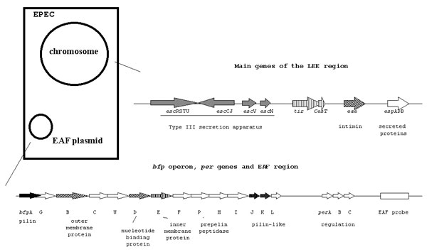 Diagram of the main genes of the locus of enterocyte effacement (LEE) region and the enteropathogenic Escherichia coli (EPEC) adherence factor (EAF) plasmid.