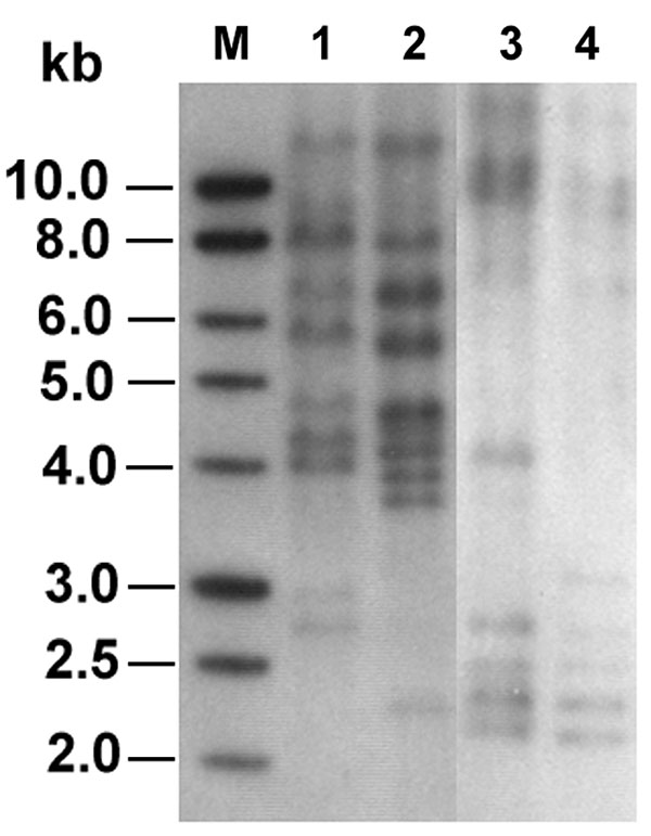 Ribotyping profiles of the two ceftriaxone-resistant Salmonella isolates generated by digestion of chromosomal DNA with SphI and PstI (lanes 1 and 2) or EcoRI (lanes 3 and 4). Lanes 1 and 3, isolate ST275/00; lanes 2 and 4, isolate ST595/00; lane M, 1-kb DNA ladder (Promega Corp., Madison, WI).
