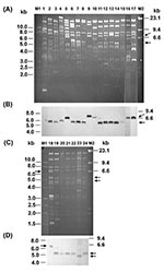 Thumbnail of EcoRI restriction patterns of plasmids from Escherichia coli transconjugants of clinical isolates (A and C) with a CMY-2-like enzyme and blaCMY Southern hybridization (B and D). Lanes 1–19, restriction profiles (TP1–TP19) of plasmids from 19 transconjugants of E. coli isolates; lanes 20–21, transconjugants of Salmonella isolates ST275/00 and ST595/00; lanes 22–23, transconjugants of K. pneumoniae isolates KP218/00 and KP1905/00; lane 24, transconjugant of E. coli isolate EC811/00; l