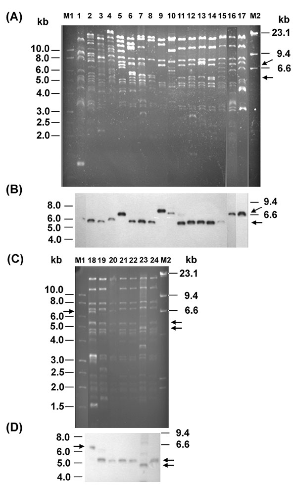 EcoRI restriction patterns of plasmids from Escherichia coli transconjugants of clinical isolates (A and C) with a CMY-2-like enzyme and blaCMY Southern hybridization (B and D). Lanes 1–19, restriction profiles (TP1–TP19) of plasmids from 19 transconjugants of E. coli isolates; lanes 20–21, transconjugants of Salmonella isolates ST275/00 and ST595/00; lanes 22–23, transconjugants of K. pneumoniae isolates KP218/00 and KP1905/00; lane 24, transconjugant of E. coli isolate EC811/00; lanes M1 and M
