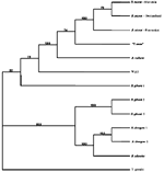 Thumbnail of Maximum parsimony bootstrap consensus tree of 18S rDNA. GenBank accession nos.: Babesia microti-Slovenia AF373332; B. microti-Switzerland AF494286; B. microti- Nantucket AF231348; "Toxoplasma annae" AF188001; B. rodhaini AB049999; WA1 AF158700; B. gibsoni 1 AF158702; B. divergens 1 U07885; B. divergens 2 U16370; B. odocoilei U16369; B. gibsoni 2 AF175300; B. gibsoni 3 AF175301; and Toxoplasma gondii X68523.