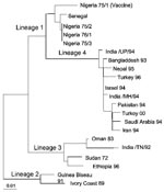 Thumbnail of Phylogenetic relationship of the Peste des petits ruminants viruses isolated in Turkey in 2000 to other virus isolates. The tree is based on partial sequence data from the fusion (F) protein gene (7) and was derived by using the PHYLIP DNADIST and FITCH programs (22). Branch lengths are proportional to the genetic distances between viruses and the hypothetical common ancestor at the nodes in the tree. The bar represents nucleotide substitutions per position.