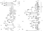 Thumbnail of Phylogenetic trees of hantavirus (A) partial M (nt 2736–2968) and (B) partial M (nt 2001–2301) segments. Trees were constructed by using ClustalX (ver. 1.81) program. Numbers above the branches are distances and those in parentheses are bootstrap support values for 1000 replicates.