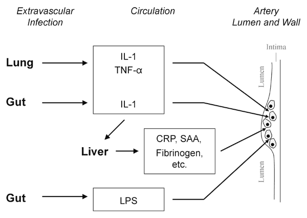 "Echo" hypothesis: activation of atheroma-associated cells by bacterial products and cytokines released in response to extravascular infection. a. Extravascular infection stimulates production of inflammatory cytokines, e.g. interleukin-1 (IL-1) and tumor necrosis factor-alpha (TNF-α), that can elicit an echo cytokine response from inflammatory cells in residence at sites of atherogenesis. Circulating microbial products, e.g. endotoxin, can also elicit an echo response at the artery wall. b. Ext