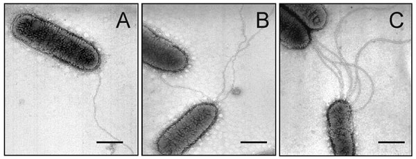Electron micrographs showing expression of flagella by SMDP92. Stenotrophomonas maltophilia strains can have one (A) to several flagella (B,C). The flagella on these bacteria show a polar disposition. Bars, 0.5 µm