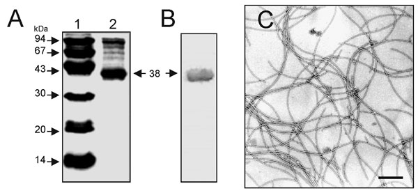 Analysis of flagella purified from SMDP92. (A) sodium dodecyl-sulfate polyacrylamide gel electrophoresis of purified flagella, showing the 38-kDa flagellin subunit. Lane 1, molecular weight standards; lane 2, purified SMFliC. (B) Immunoblotting and reactivity of purified flagella with anti-SMFliC antibodies. The 38-kDa flagellin is indicated by an arrow. (C) Electron microscopy of purified flagella visualized by negative staining. Bar, 0.37 μm.