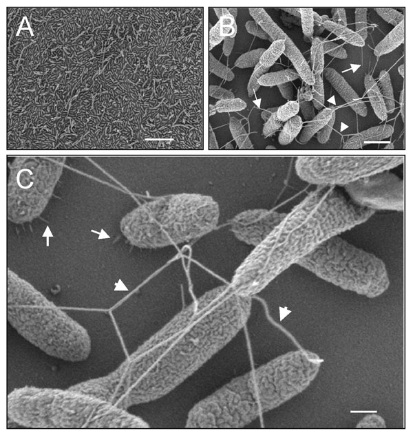 Ultrastructural analysis of Stenotrophomonas maltophilia adhering to plastic. (A) Scanning electron micrographs showing the tight adhesion of SMDP92 to the plastic surface. (B) Structures resembling flagella seem to be protruding and interconnecting bacteria (arrowheads) or connecting bacteria to the plastic (arrows). (C) In addition to the flagellalike filaments (arrowheads), high-power magnification shows the presence of thin fibrillar structures connecting bacteria to the abiotic surface. Bars: A 10 μm, B 1 μm, C 2 μm.