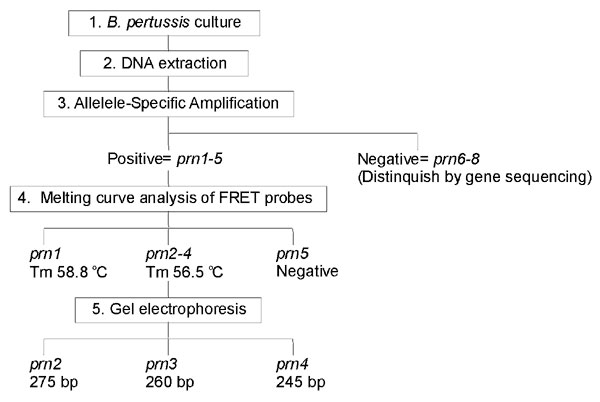 Workflow for typing prn alleles. The allele-specific amplification (ASA) assay (step number 3) and the fluorescence resonance energy transfer (FRET) probe assay (step number 4) each require approximately 1 hour.
