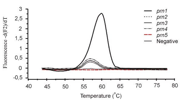 Curves showing the dissociation of fluorescence resonance energy transfer probe assay probes from the polymerase chain reaction products of different prn types. Negative control includes all reagents but no template DNA.