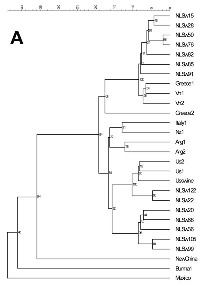Phylogenetic relationships among human and pig strains of Hepatitis E virus (HEV), based on a 242-bp sequence of ORF1 (nucleotides 125-366). Rooted tree (A) and unrooted tree (B). In the rooted tree, all the Dutch swine sequences are depicted with the foreign isolates that cluster with those sequences, as well as prototype isolates from different clusters. The distances can be estimated by using the scale, and the numbers are confidentiality rates. In the unrooted tree, eight Dutch swine sequenc