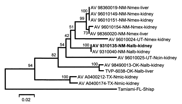 Phylogeny of the North American arenaviruses based on a neighbor-joining analysis of nucleocapsid protein amino acid sequence data. Distances and groupings were determined by using the gamma distance algorithm (alpha = 2). Branch lengths are proportional to the gamma distance between amino acid sequences. Numbers indicate the percentage of 500 bootstrap replicates that supported each labeled interior branch. WWA virus prototype strain AV 9310135 is in bold type. Nmex = Neotoma mexicana, Nalb = N