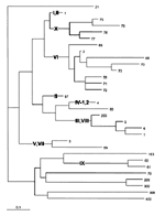 Thumbnail of Midpoint rooted neighbor-joining (NJ) tree of the proportion of seven housekeeping gene fragments that differed between individual sequence types (STs) among 152 serogroup A isolates. The ST designations are indicated at the right of each twig, and the subgroup designations are shown in bold print in the tree. A scale bar showing the distance of 0.1 is at the lower left. STs 1 and 57, containing six subgroup II strains, are widely separated in this tree although they differ only at 