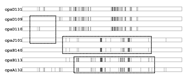 Sequence differences among opa alleles found in genocloud 2 subgroup III serogroup A meningococci from Moscow. Each vertical line represents a nucleotide different from the consensus sequence. Hatched rectangles indicate identical stretches that are inferred to represent gene conversion.
