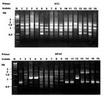 Thumbnail of Random amplified polymorphic DNA (RAPD) patterns of 16 isolates of Burkholderia pseudomallei generated by arbitrarily primed polymerase chain reaction with the primers M13 (upper panel) and ERIC1 (lower panel). Lanes: M, molecular size marker; 1, isolate A; 2, isolate B; 3 and 4, isolates C1 and C2; respectively; 5 to 9, isolates D1 to D5; 10 and 11, isolates E1 and E2, respectively; 12, isolates G; 13 and 14, isolates F1 and F2, respectively; and 15 and 16, isolates H1 and H2, resp