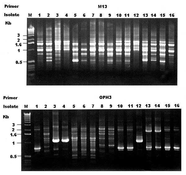 Random amplified polymorphic DNA (RAPD) patterns of 16 isolates of Burkholderia pseudomallei generated by arbitrarily primed polymerase chain reaction with the primers M13 (upper panel) and ERIC1 (lower panel). Lanes: M, molecular size marker; 1, isolate A; 2, isolate B; 3 and 4, isolates C1 and C2; respectively; 5 to 9, isolates D1 to D5; 10 and 11, isolates E1 and E2, respectively; 12, isolates G; 13 and 14, isolates F1 and F2, respectively; and 15 and 16, isolates H1 and H2, respectively. (Se