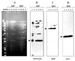 Thumbnail of Restriction enzyme analysis and detection of common genetic elements in IncFI plasmids. Numbers above each lane indicate plasmid reference numbers as defined (Table). M and M' are HindIII-digested lambda DNA and 1-kb Plus DNA ladder (GibcoBRL), respectively. A: agarose (0.8%) gel electrophoresis in 1x Tris-borate-EDTA buffer of plasmids digested with restriction endonucleases SalI and SphI. DNA was stained with ethidium bromide and visualized under UV light. B: Southern blot hybridi