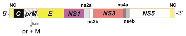 Genomic structure of flaviviruses. The flavivirus genome is 11,000 to 12,000 nucleotides long. Both the 5'- and 3'- ends contain noncoding (NC) regions. The genome encodes 10 proteins, 3 of which are structural proteins (C, M, and E), and 7 of which are nonstructural proteins (NS1, NS2a, NS2b, NS3, NS4a, NS4b, and NS5). The M protein is synthesized as a precursor (prM) protein. The prM protein is processed to pr + M protein late in the virus maturation by a convertase enzyme (furin).