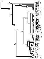 Thumbnail of Phylogenetic tree constructed by the neighbor-joining algorithm based on E gene nucleic acid sequence data. Numbers above branches indicate average percentage nucleotide similarity between limbs, while the values in italics indicate the percentage bootstrap confidence levels. Isolates highlighted in bold are sequences obtained in this study. Dendrogram outgrouped with the Japanese encephalitis isolate, JaOArS982 (30; GenBank Accession Number M18370).
