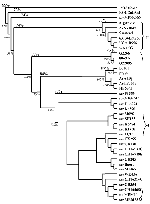 Thumbnail of Phylogenetic tree constructed using the neighbor-joining algorithm based on nucleic acid sequence data encompassing the 3 end of the NS5 gene and 5' end of the 3 UTR untranslated region. Numbers above branches indicate average percentage nucleotide similarity between limbs, while the values in italics indicate the percentage bootstrap confidence levels. Isolates highlighted in bold are sequences obtained in this study. Dendrogram outgrouped with the JE isolate, JaOArS982 (30; GenBan