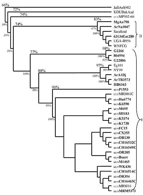 Phylogenetic tree constructed using the neighbor-joining algorithm based on nucleic acid sequence data encompassing the 3 end of the NS5 gene and 5' end of the 3 UTR untranslated region. Numbers above branches indicate average percentage nucleotide similarity between limbs, while the values in italics indicate the percentage bootstrap confidence levels. Isolates highlighted in bold are sequences obtained in this study. Dendrogram outgrouped with the JE isolate, JaOArS982 (30; GenBank Accession N