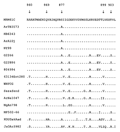 Amino acid alignment of the distal region of the NS5 protein. The KUN viruses not shown display a similar amino acid sequence to the prototype, except for a few minor point mutations not found within the signature motifs. Alignment was performed with the Clustal W program.