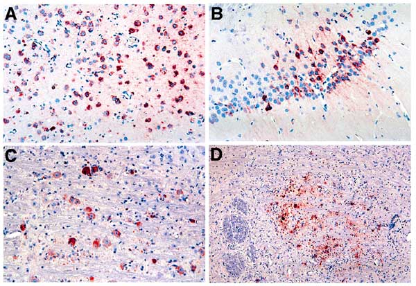 Immunohistochemical detection of West Nile virus antigen in brains of inoculated hamsters. The photomicrographs demonstrate strong cytoplasmic staining (red color) of large and small neurons in different regions. A. Cerebral cortex, day 8 postinfection. B. Hippocampus, day 7. C. Basal ganglia, day 7. D. Brain stem, day 10. Magnification: A-C 100x; D 50x.