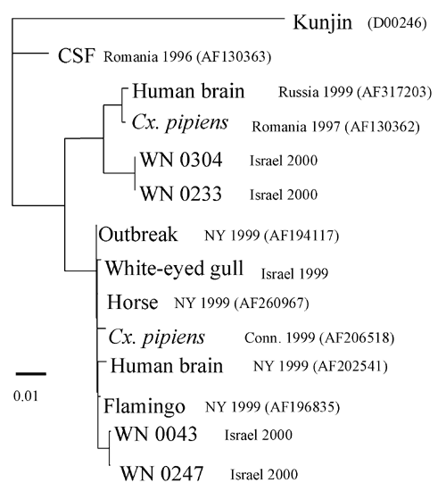 Phylogenetic comparison of human West Nile virus isolates from the Israel 2000 outbreak with sequences from the EMBL/GenBank database. The PHYLIP DNA Maximum Likelihood program (bootstrap = 100) was used to compare a 1,648-nt sequence encoding the PreM, M gene, and part of the E gene from the four human outbreak isolates with nine sequences from the EMBL/GenBank database (accession numbers in parentheses) and one from a 1999 isolate from an Israeli White-eyed Gull. CSF = cerebrospinal fluid samp