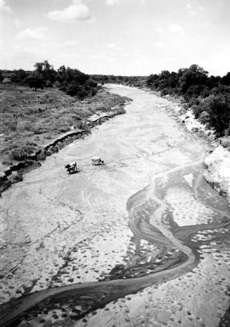 Cattle grazing in a trickling stream bed, Lubombo, Swaziland, 1992. The nearly ubiquitous hoof prints, visible in the foreground, indicate cattle often frequented the stream beds. Photo credit: Paul Effler.