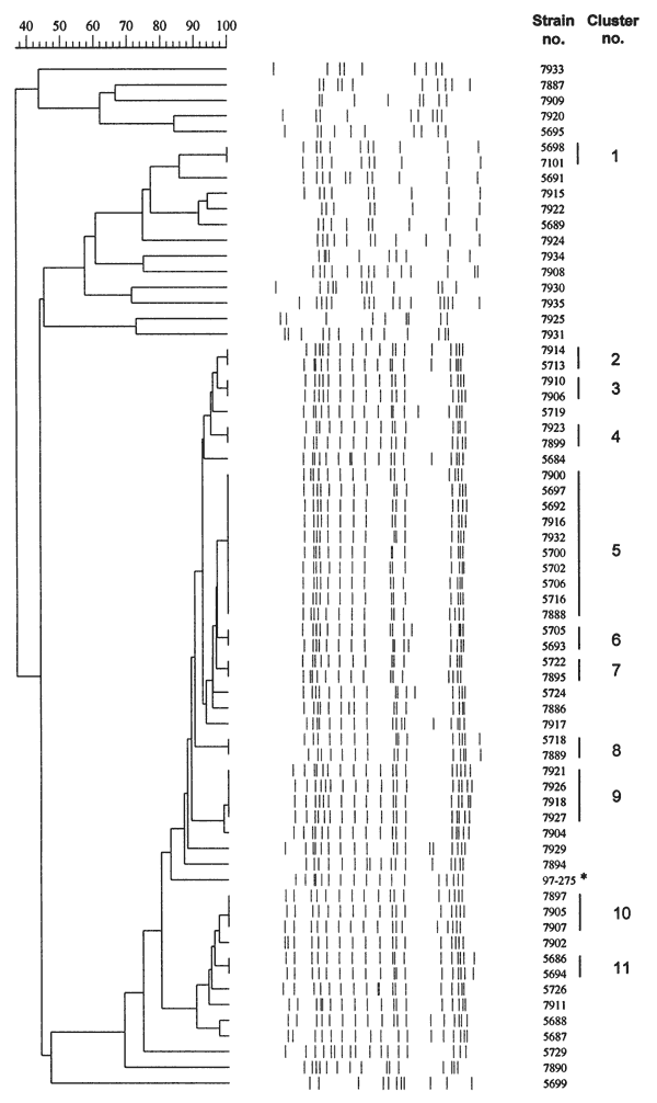 Computer-generated lane maps of genomic fingerprints of Mycobacterium tuberculosis strains isolated from the patient cohort (n = 65). PvuII-digested chromosomal DNA was probed with IS6110. Clusters 1 to 11 are indicated by vertical lines at the right margin. Asterisk indicates strain 97-275 (Beijing clone, obtained from K. Kremer, RIVM/NL) for comparison. Strains 7914 through 5687 show the Beijing genotype restriction fragment-length polymorphism pattern. The molecular weight marker and internal