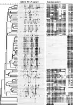 Thumbnail of Dendrogram showing similarity of the 83 IS6110 restriction fragment length polymorphism patterns of Mycobacterium tuberculosis isolates from Jakarta, in combination with the respective spoligotype patterns. The branch in the dendrogram representing Beijing genotype isolates is indicated with an asterisk (*).