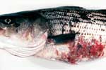 Thumbnail of Skin ulcers typical of mycobacteriosis in striped bass (Morone saxatilis) from the Chesapeake Bay.