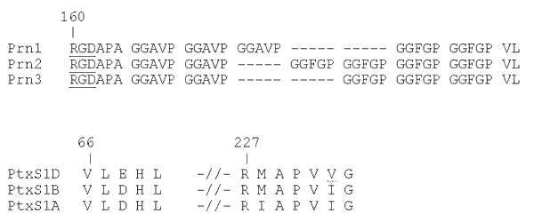 Polymorphism in pertactin (Prn) and the S1 subunit of pertussis (PtxS1) toxin found in Dutch strains. The RGD sequence in pertactin, involved in binding to host receptors, has been underlined. Dashes indicate gaps. Numbers refer to positions of amino acids relative to the N-terminal methionine.