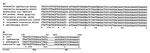 Thumbnail of A) Sequence alignment of a 75-nt fragment of the 16S rRNA gene of different bacterial species (nucleotide position 1113 to 1188 as for Escherichia coli). The signature nucleotide (nt 1153), which allows differentiation between F. tularensis palaearctica and the other members of the Francisella genus, is set in bold face. B) Sequence comparison of the regions corresponding to F11- and F5-specific Francisella tularensis primers between F. tularensis and other bacterial species. Asteri
