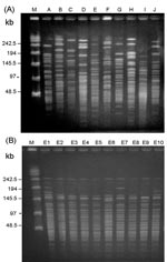 Thumbnail of (A) Ten pulsotypes obtained by pulsed-field gel electrophoresis (PFGE) after digestion with SmaI. Lane M, molecular size marker. Lanes A to J, pandrug-resistant Acinetobacter baumannii (PDRAB) isolates belonging to pulsotypes A to J, respectively. (B) Ten subtypes of pulsotype E. Lanes M, molecular size marker. Lane E1 to E10, PDRAB isolates belonging to subtypes E1 to E10, respectively.