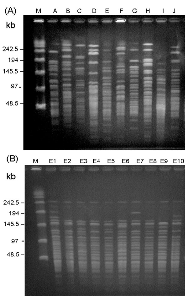 (A) Ten pulsotypes obtained by pulsed-field gel electrophoresis (PFGE) after digestion with SmaI. Lane M, molecular size marker. Lanes A to J, pandrug-resistant Acinetobacter baumannii (PDRAB) isolates belonging to pulsotypes A to J, respectively. (B) Ten subtypes of pulsotype E. Lanes M, molecular size marker. Lane E1 to E10, PDRAB isolates belonging to subtypes E1 to E10, respectively.