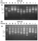 Thumbnail of Random amplified polymorphic DNA (RAPD) patterns generated by arbitrarily primed polymerase chain reaction for pandrug-resistant Acinetobacter baumannii (PDRAB) isolates using two primers OPA-05 (A) and OPA-02 (B). Lane M, molecular size marker. Lanes A to J, RAPD patterns 1 to 10. Isolates of PDRAB belonging to pulsotypes A to J exhibit RAPD pattern 1–10, respectively.