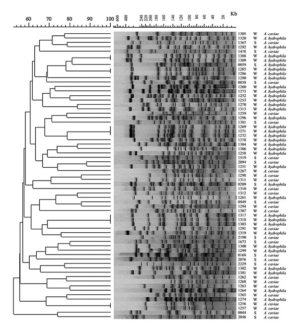 Pulsed-field gel electrophoresis patterns and similarity dendrogram of genomic DNA from Aeromonas hydrophila and A. caviae isolates from diarrheic stool (S) and groundwater (W). The number refers to the isolate number. DNA molecular weight scale derived from Staphylococcus aureus NCTC 8325.