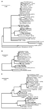 Thumbnail of Phylogenetic analyses of rickettsiae based on gltA (A), 17 kDa (B) and ompA (C). Based on analyses in Modeltest 3.06, the models of substitution chosen for analysis in Treepuzzle 5.0 were TrN+G for gltA and 17kDa, and HKY+G for ompA. GenBank accession numbers for each sequence, including those found in this study (IrITA1-3), are shown adjacent to each strain. Numbers near each node represent quartet puzzling support values. Scale bars represent number of inferred substitutions at each site.