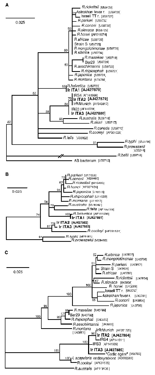 Phylogenetic analyses of rickettsiae based on gltA (A), 17 kDa (B) and ompA (C). Based on analyses in Modeltest 3.06, the models of substitution chosen for analysis in Treepuzzle 5.0 were TrN+G for gltA and 17kDa, and HKY+G for ompA. GenBank accession numbers for each sequence, including those found in this study (IrITA1-3), are shown adjacent to each strain. Numbers near each node represent quartet puzzling support values. Scale bars represent number of inferred substitutions at each site.