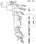 Thumbnail of Phylogenetic tree of bat-associated rabies cases. Taxa represent 208 rabies virus variants from 27 human rabies cases (formalin-fixed taxa removed) and 98 terrestrial mammals infected with a bat rabies virus, 60 bat samples representing 17 species, and 23 terrestrial mammal outgroup taxa. Each circle represents a case (terrestrial mammal = closed circles, human = open circles) associated with the monophyletic clade in the phylogeny to the left. Numbers at tree nodes indicate nonpara