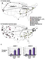 Thumbnail of Geographic distribution of (A) human (including 5 formalin-fixed samples not shown in Figure 1) and (B) terrestrial mammal cases identified by rabies virus variant isolated. Minimum length polygons delimiting human cases associated with Silver-haired Bats (clade 1) and Eastern Pipistrelles (clade 2) shown in (A) and superimposed in (B). (C) Prevalence in regions delimited by clades 1 and 2. Lasionycteris noctivagans (Ln) and Pipistrellus subflavus (Ps) prevalence in bats was estimat