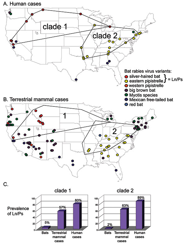 Geographic distribution of (A) human (including 5 formalin-fixed samples not shown in Figure 1) and (B) terrestrial mammal cases identified by rabies virus variant isolated. Minimum length polygons delimiting human cases associated with Silver-haired Bats (clade 1) and Eastern Pipistrelles (clade 2) shown in (A) and superimposed in (B). (C) Prevalence in regions delimited by clades 1 and 2. Lasionycteris noctivagans (Ln) and Pipistrellus subflavus (Ps) prevalence in bats was estimated from unpub