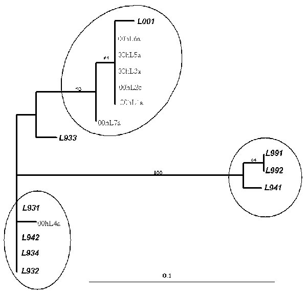 Phylogenetic tree showing sequence analysis of human Metapneumovirus (HMPV). Isolates prefixed with L were obtained from GenBank and represent isolates from the Netherlands. Isolates prefixed with 00hL are from this study; the following number indicates strain designations throughout the season: a, sample from an adult; c, sample from a child (&lt;15 years). Scale shown is proportional to number of nucleotide substitutions per site.