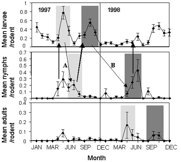 The mean (+/- SE) numbers of larval, nymphal, and adult Ixodes trianguliceps ticks counted per rodent at 4-week intervals, 1997–1998. Shaded areas of similar intensity indicate ticks of different instars that may have belonged to the same cohort, according to interstadial development times deduced by Randolph (21). Arrows indicate potential transmission cycles: bold arrows indicate potential transmission from infected nymphs to uninfected larvae by means of rodent infections. Fine arrows indicat