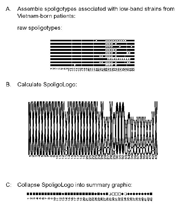 Logo analysis on nine different spoligotypes observed for Mycobacterium tuberculosis isolates from Vietnam-born patients in Massachusetts demonstrating fewer than six copies of IS6110 by RFLP analysis. Legend: x= hybridization observed to spacer, o= no hybridization observed to spacer, ■= positive hybridization in every spoligotype pattern for that individual spacer sequence, □= no hybridization, ●=positive hybridization in &gt;50% of the patterns, ○= no hybridization in &gt;50% of the patterns.