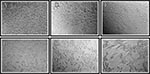Thumbnail of Image of mammalian cell lines injected with extracts from healthy shrimp: A, human rhabdomyosarcoma (RD), Cep-2C, BGM RD cells; C, human larynx carcinoma (Hep-2C) cells; E, BGM cells. Cytophatic effect in cultured cells inoculated with extracts from shrimp affected with Taura syndrome: B, RD cells; D, Hep-2C cells; F, BGM cells.
