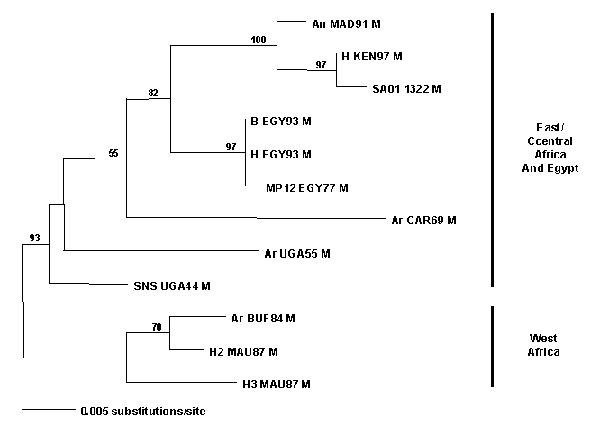 Maximum likelihood phylogram of African Rift Valley fever virus strains (see Table 2) and mosquito isolate from the Kingdom of Saudi Arabia based on a 655-bp DNA fragment from the M segment (4).